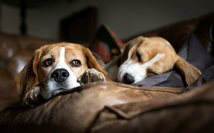 *** Beagles ***, dogs, animals, HD wallpaper