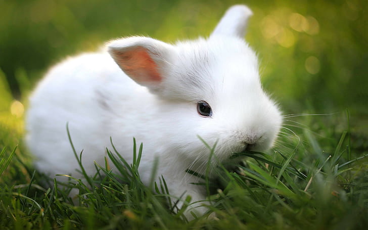 animals, mammals, rabbits, grass