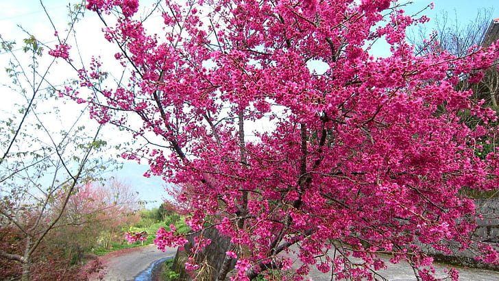 Cherry Blossoms In Full Bloom, pink flowers, mountain, nature and landscapes