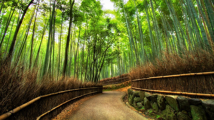 nature, path, vegetation, green, forest, bamboo, bamboo forest, HD wallpaper