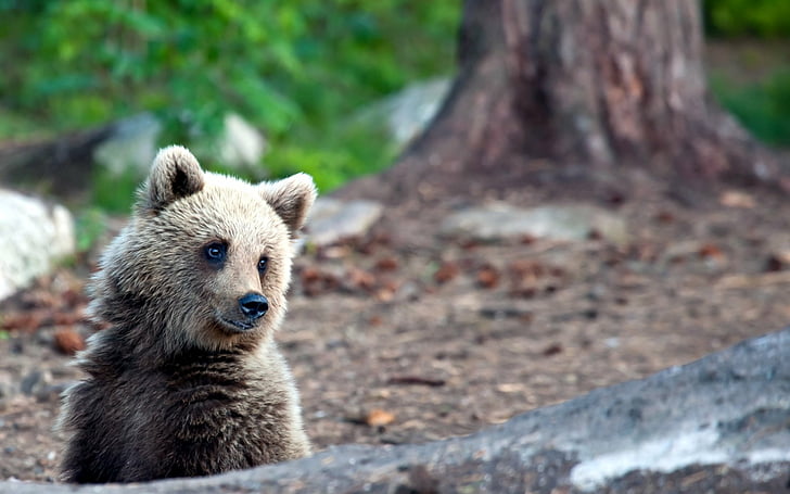 Bears, Cub, Cute, Fur, Fuzzy, HD wallpaper