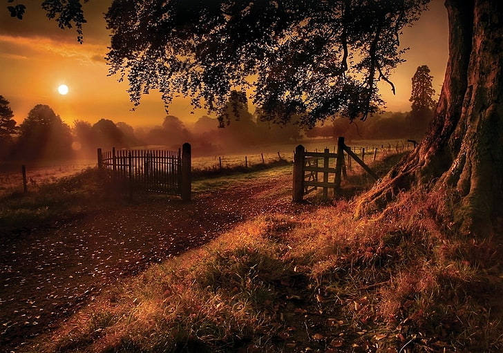 brown wooden fence, fall, trees, grass, gates, road, sun rays, HD wallpaper
