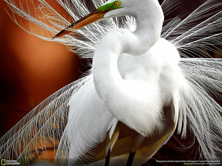 HD wallpaper: animals, birds, Egrets, feathers, geographic, National,  nature | Wallpaper Flare