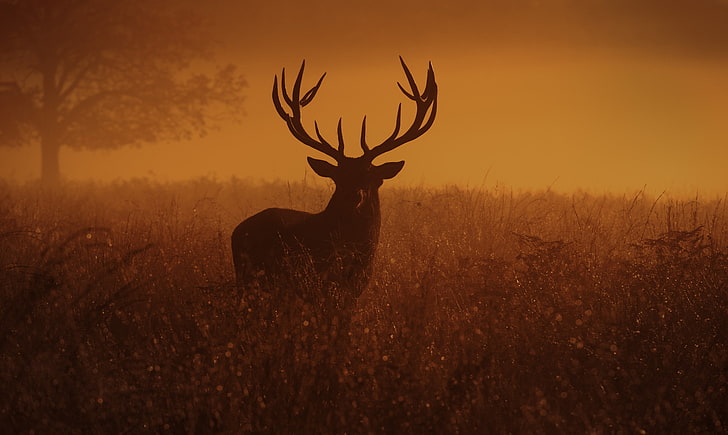 brown deer, animals, looking at viewer, dusk, sunset, field, Inguna Plume, HD wallpaper