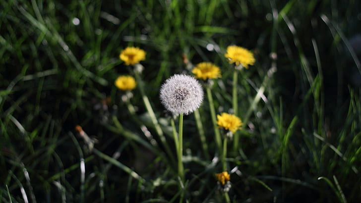 flowers, nature, dandelion