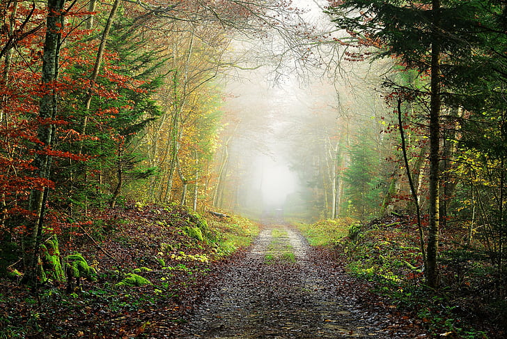 trees, path, forest, mist, fallen leaves, red leaves, landscape