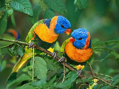 HD wallpaper: Two cute little parrot in the tree | Wallpaper Flare