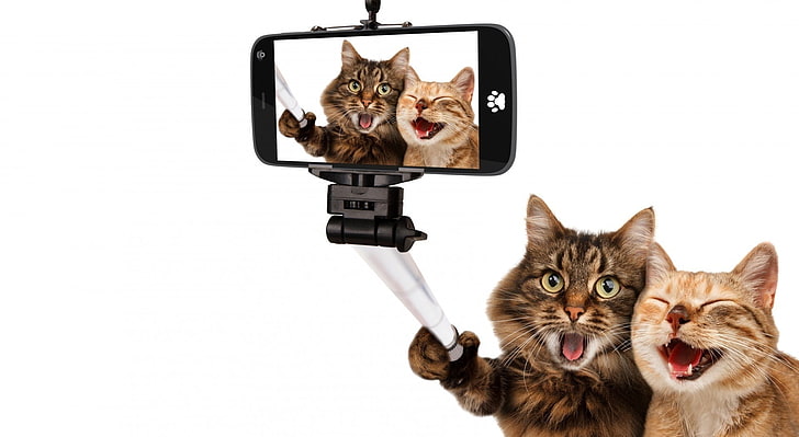 Cats Humor, black smartphone, Funny, Smile, selfie, domestic