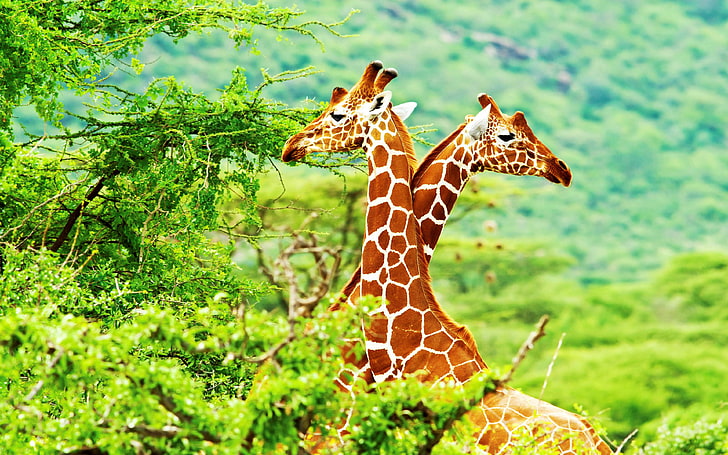 Kenya African Giraffes National Park Samburu Wallpaper For Desktop 3840×2400