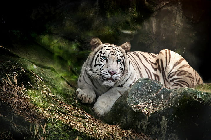 White tiger predator, albino tiger, blue, HD wallpaper