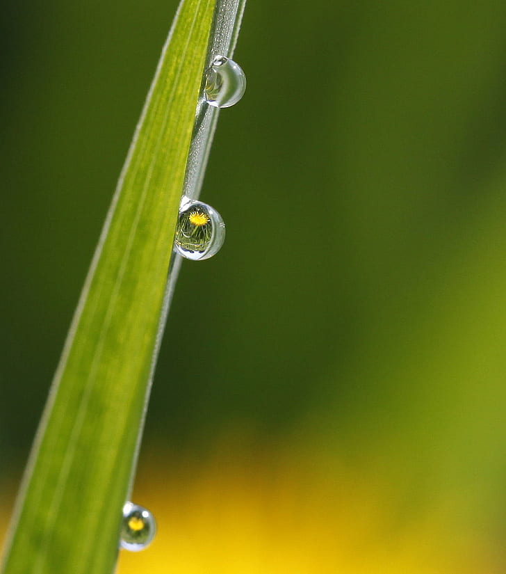 close up photo of water droplets, dent, blade of grass, drops