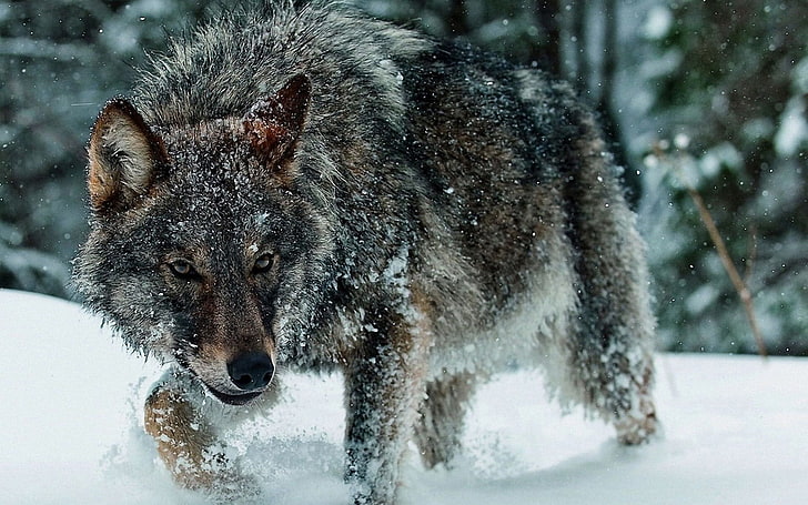 brown wolf, snow, cold temperature, winter, animal themes, animals in the wild, HD wallpaper