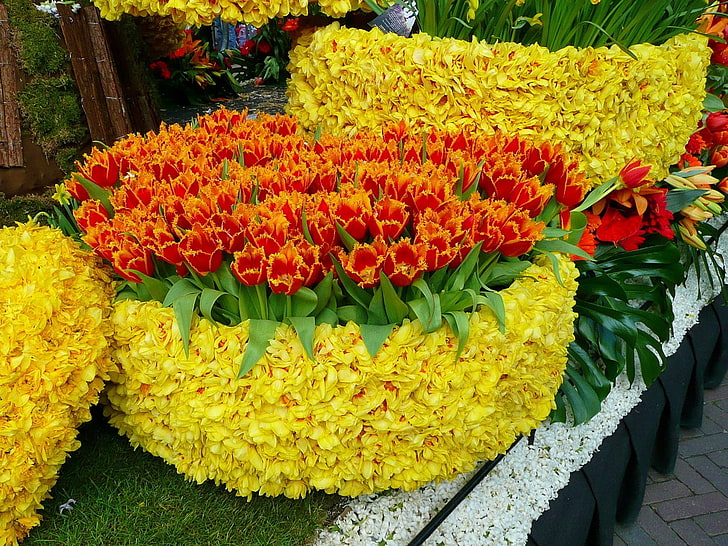 orange petaled flowers, tulips, double, much, bright, different