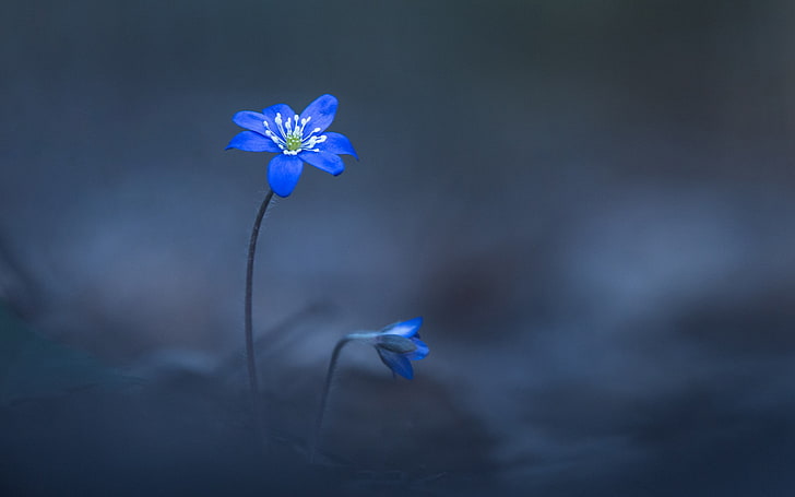 blue petaled flower, two blue flowers selective focal photo, plants, HD wallpaper