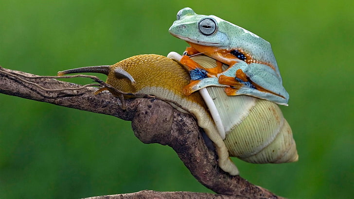 funny, amphibian, frog, snail, ride, twig, riding, nature photography, HD wallpaper