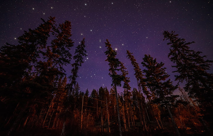 worm's eyeview of trees, forest, stars, light, landscape, night