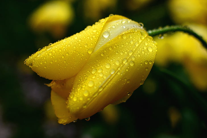 yellow flower with water droplets, tulip, tulip, in The Rain