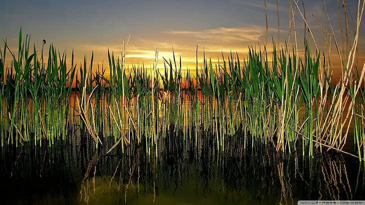 Cattails In Pond, reflection, sunset, nature and landscapes