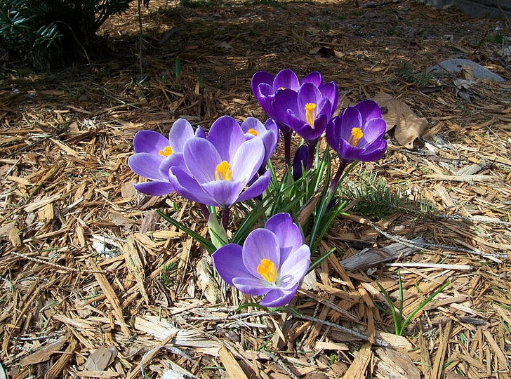 purple flowers, crocuses, spring, primroses, sunny, nature, springtime, HD wallpaper