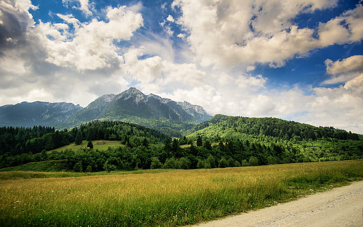 green grassfield with mountain background, nature, summer, forest