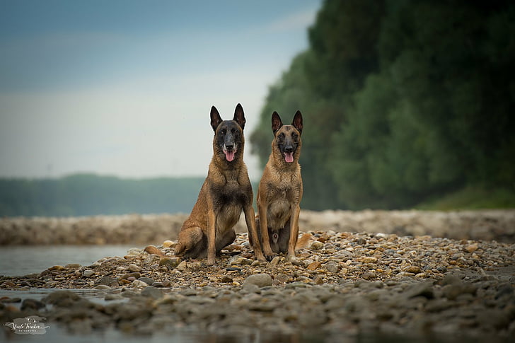 Dogs, Belgian Malinois, HD wallpaper