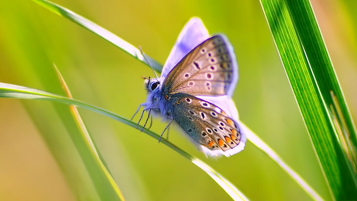 butterfly, animals, insect, grass, wildlife