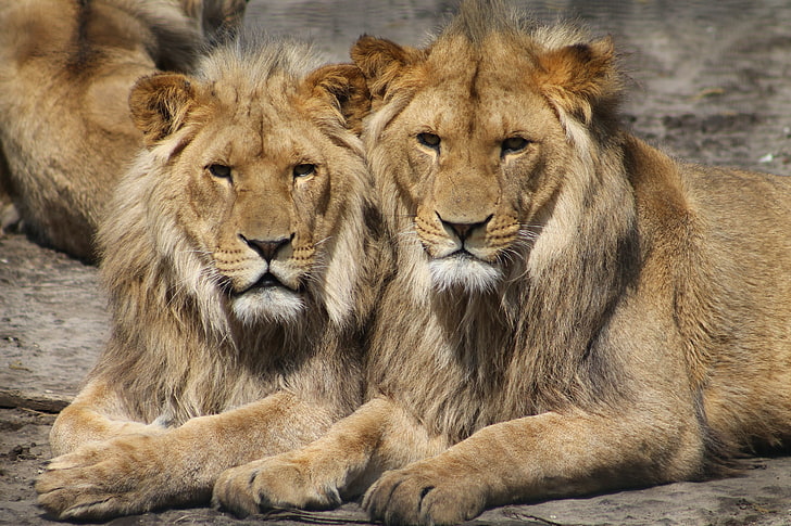 two brown lions, couple, predators, lion - Feline, wildlife, undomesticated Cat, HD wallpaper