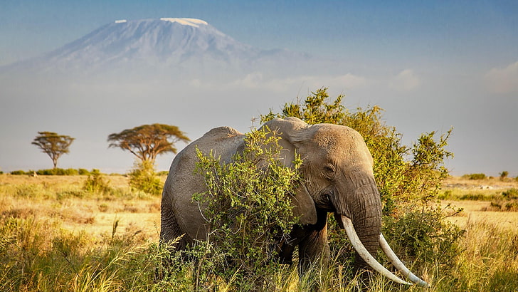 national park, kilimanjaro, mount kilimanjaro, rift valley, HD wallpaper