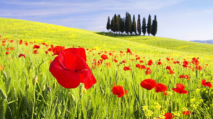 cipressi, d 039 orcia, flowers, italy, poppies, poppy, tuscany