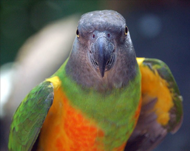 Senegal Parrot, parrot face, beak, animals