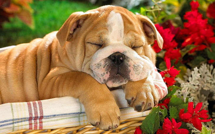 fawn English bulldog puppy, crate, pets, animal, purebred Dog, HD wallpaper