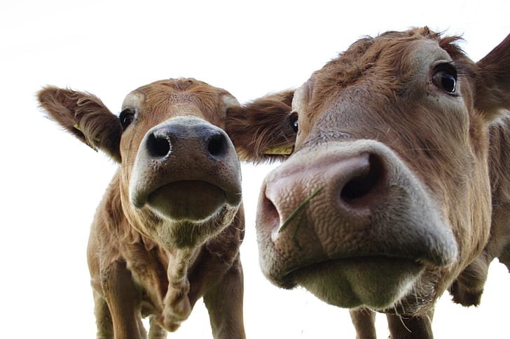 animals, cow, HD wallpaper