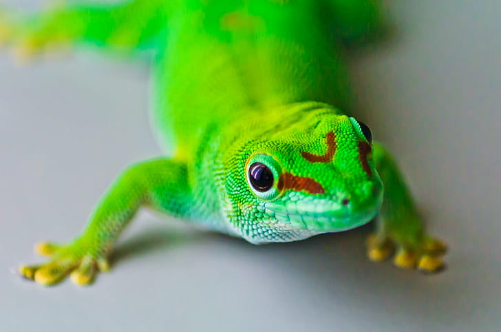 green reptile, gecko, gecko, Hallo, Wilhelma, Pentax  K-5, Tamron, HD wallpaper