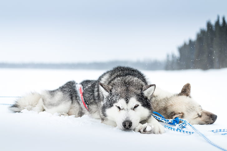 snow, cold, sleeping, dog, animals, HD wallpaper