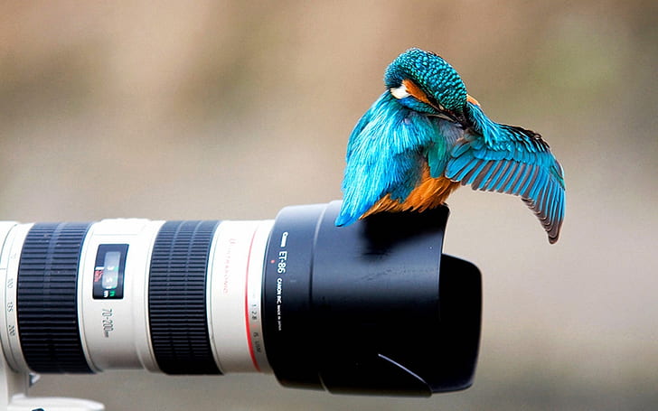 Kingfisher on the camera lens, HD wallpaper