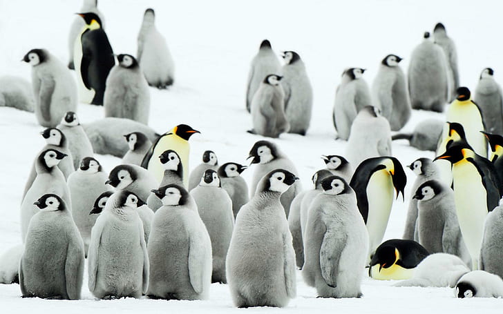 Antarctica Penguins, group of penguin, animals and birds, HD wallpaper