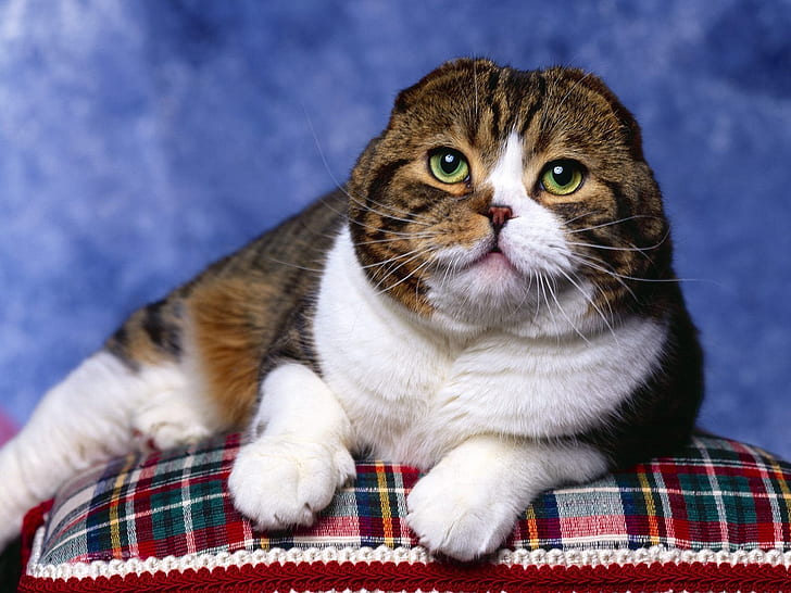 Scottish Fold Cat Photo Shoot, cute, blue, pillow, HD wallpaper