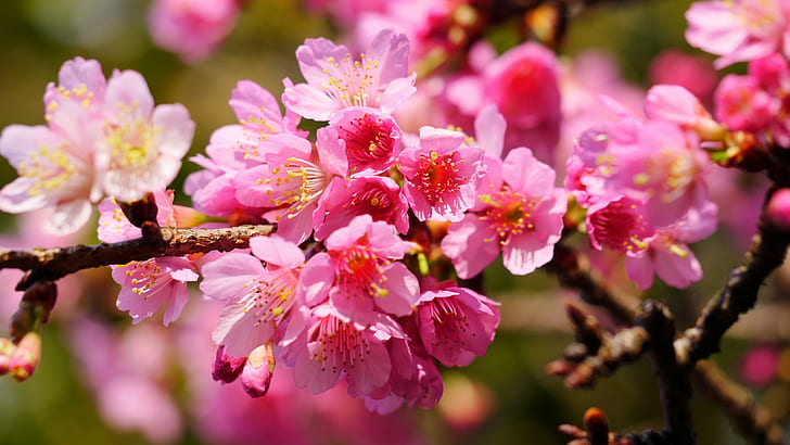 close up photo of pink cherry blossom, yangmingshan, yangmingshan, HD wallpaper