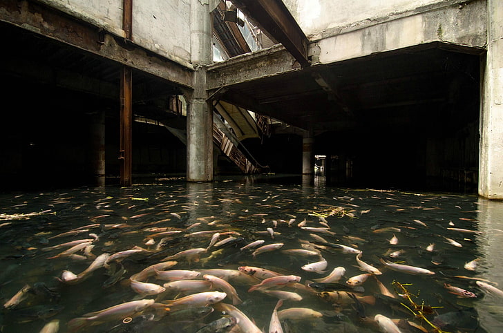 school of silver fish, flood, abandoned, water, architecture