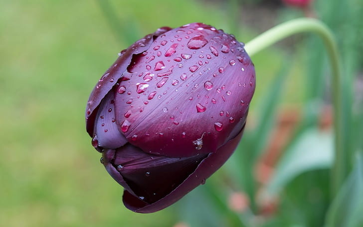 One purple tulip flower macro, water drops