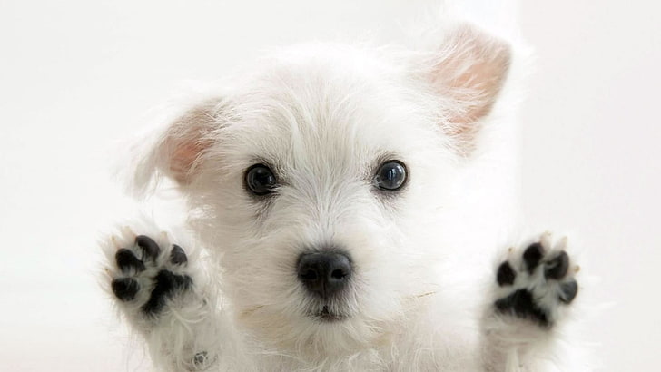 medium-coated white puppy, dog, West Highland White Terrier, canine