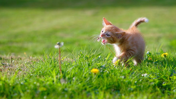 grass, cat, kitty, garden, whiskers, cute, field, lawn, kitten, HD wallpaper