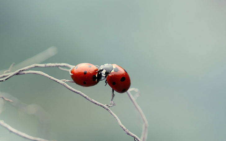 macro, nature, ladybugs, beetle, close-up, red, animal themes, HD wallpaper