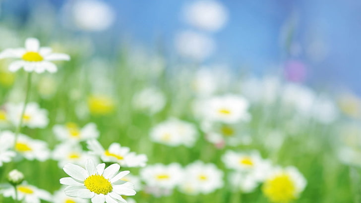 white daisy flowers, daisies, blur, nature, summer, meadow, grass, HD wallpaper