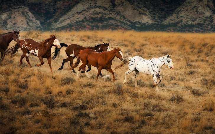 white and brown horses, animals, nature, animal wildlife, domestic animals