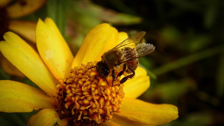 bee and yellow petaled flower, flowers, insect, bees, animal themes