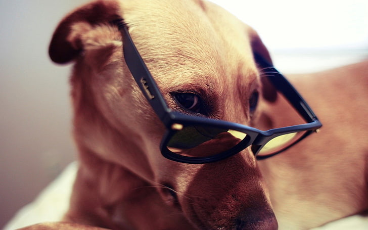 adult yellow Labrador retriever, dog, muzzle, eyes, glasses, pets, HD wallpaper