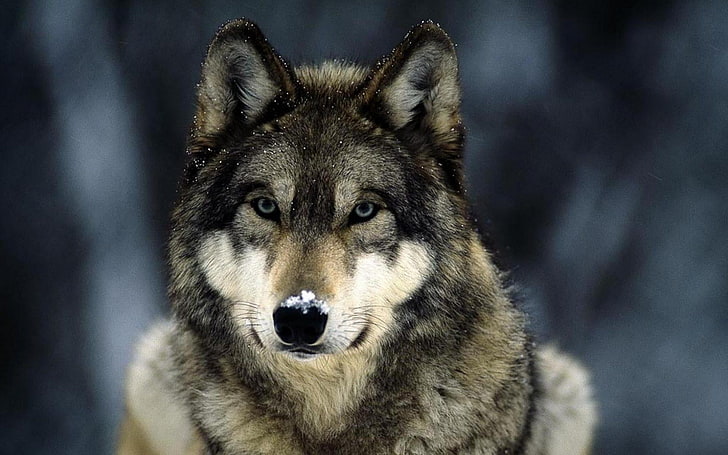 adult brown and gray Husky, wolf, animals, winter, snow, mammals