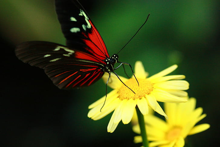 red and black butterfly perched on yellow flower, peacock butterfly, peacock butterfly