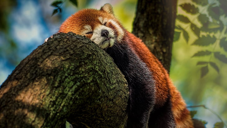red panda, sleep, sleeping, red cat bear, wildlife, rest, resting, HD wallpaper